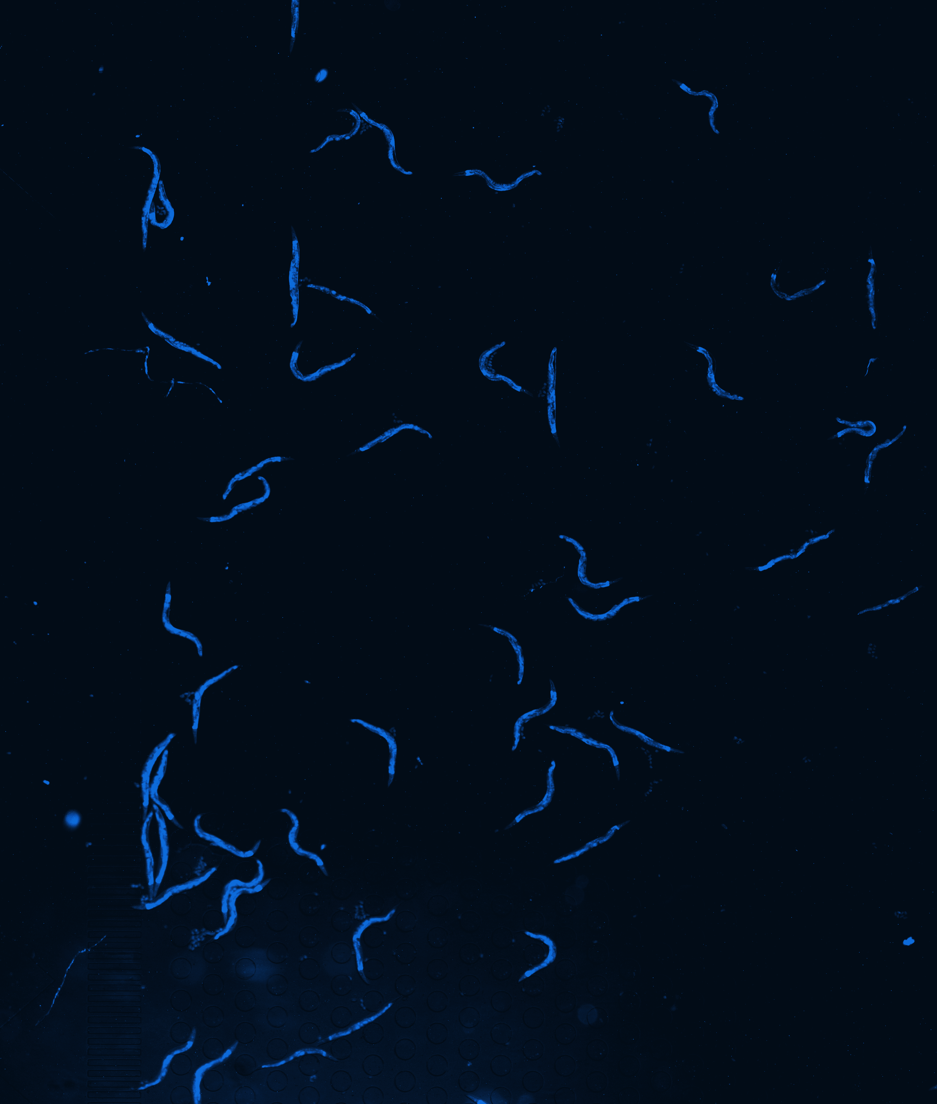 3D model of iFLUOR structure