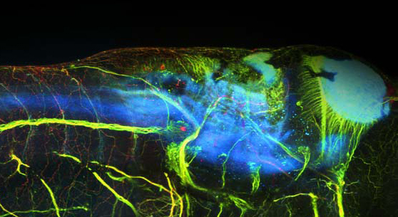 Dual-Color Fluorescence