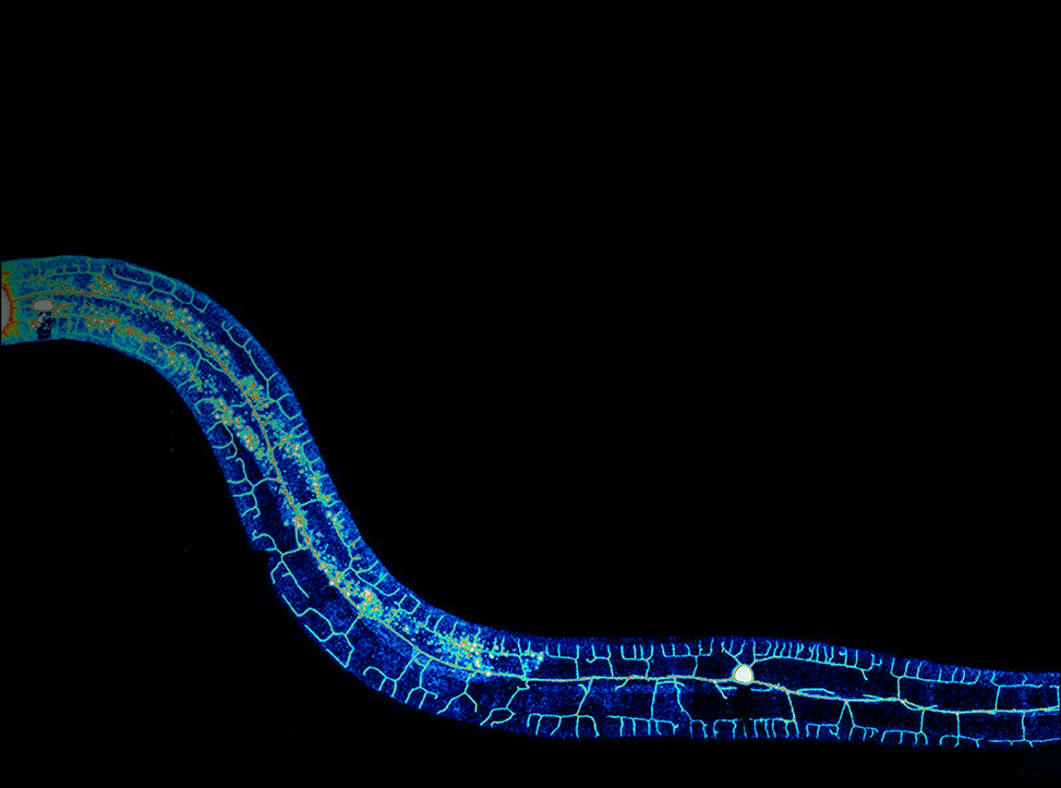 D-Tails Research Lab